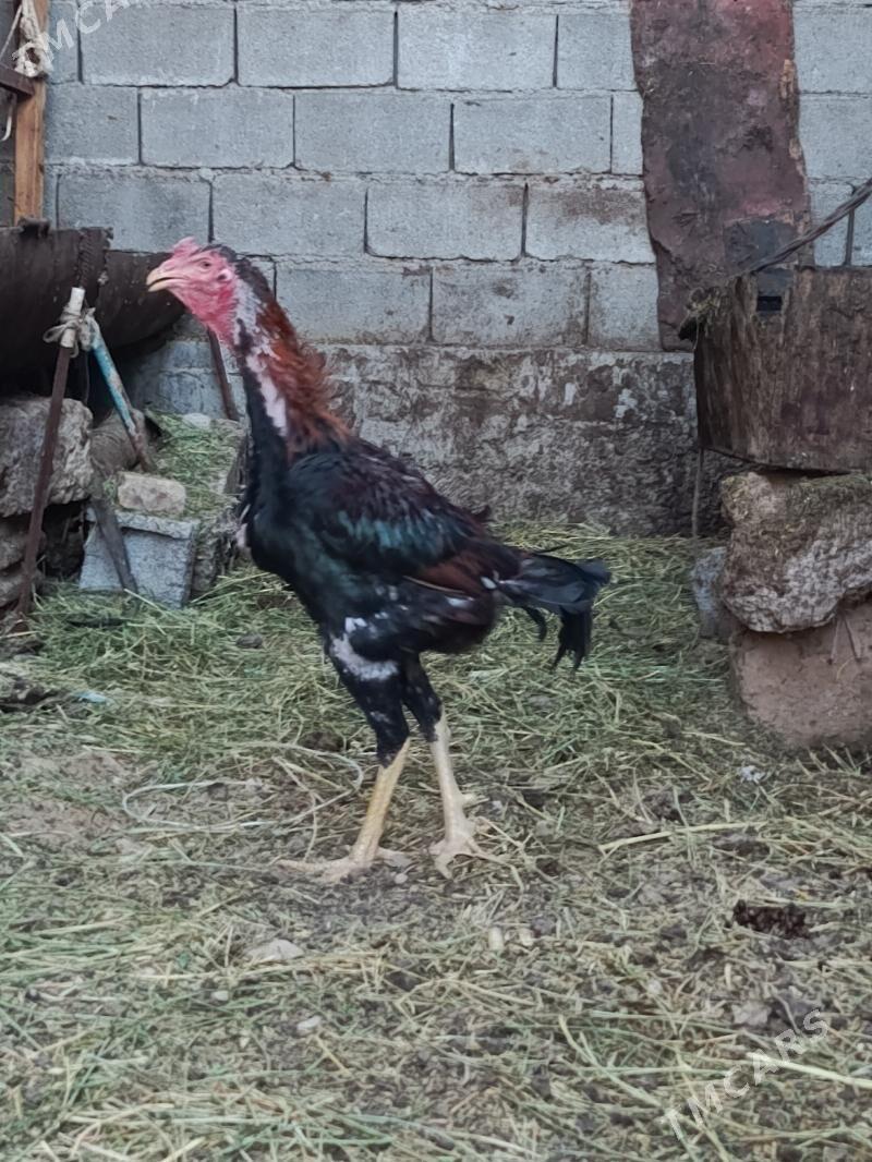 Taşkent horaz - Гарадамак - img 4