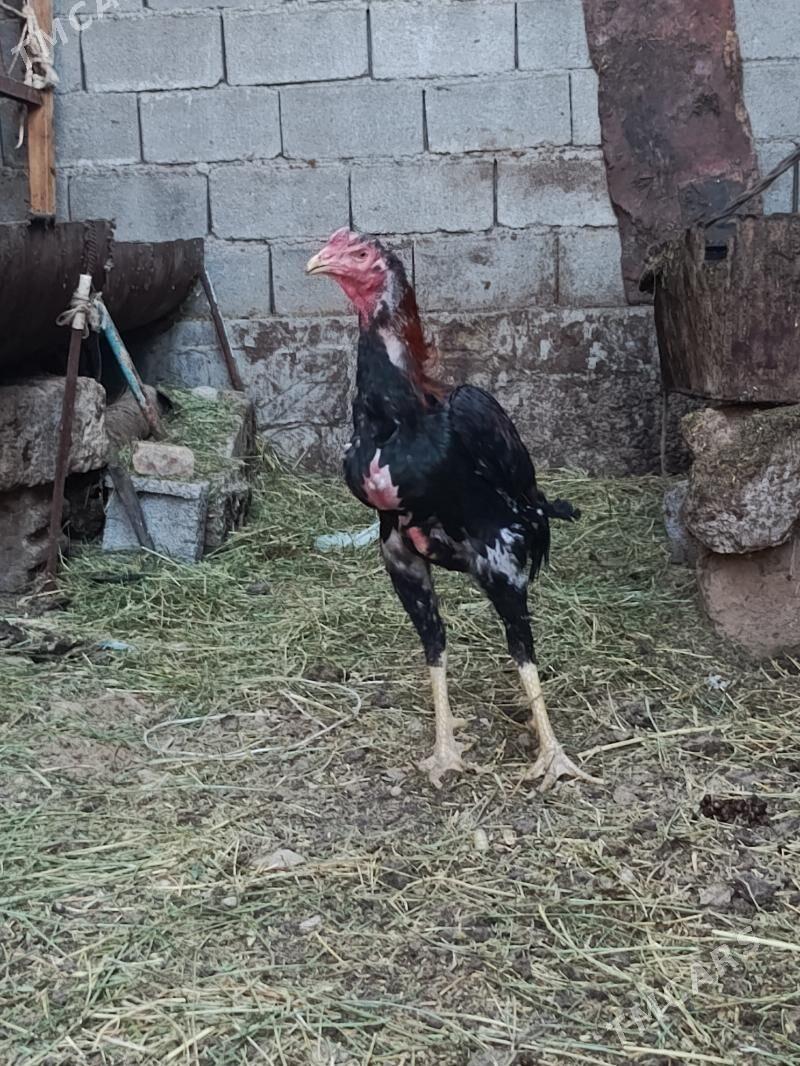 Taşkent horaz - Гарадамак - img 2