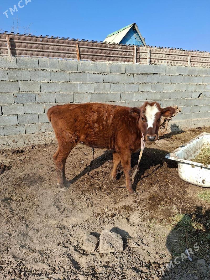 Карова - Ашхабад - img 2