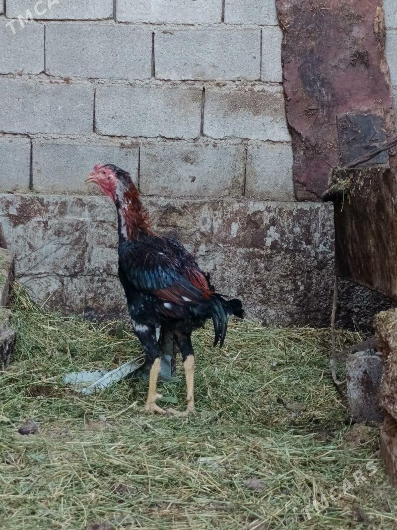 Taşkent horaz - Гарадамак - img 3