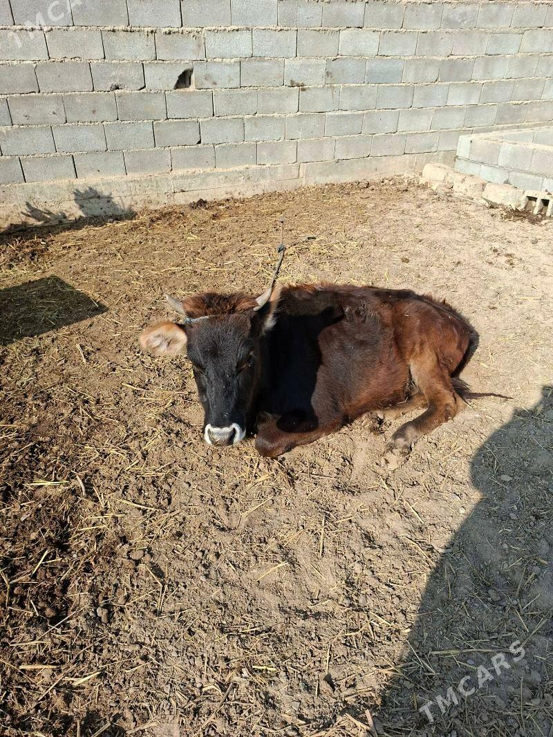 Карова - Ашхабад - img 1