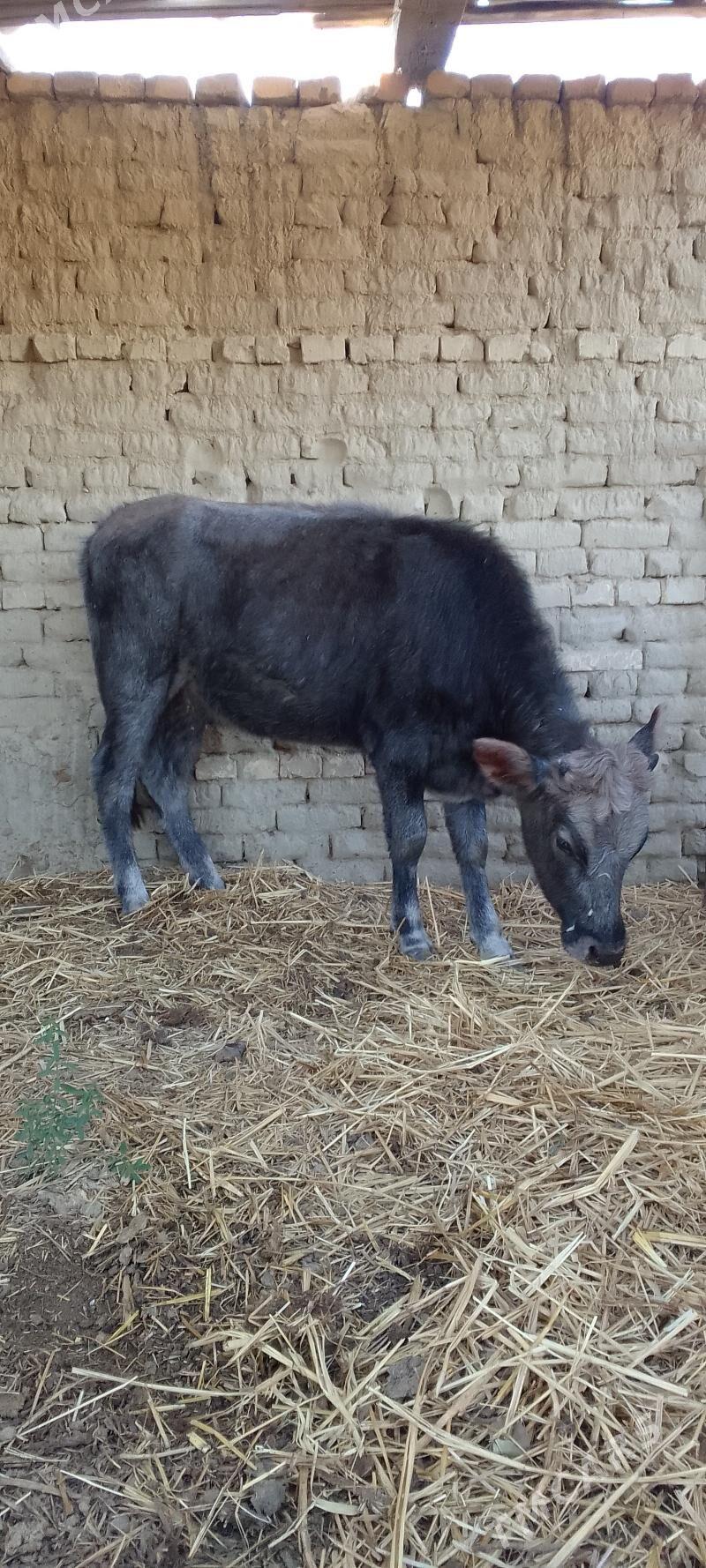 tuwe - Бахарден - img 1