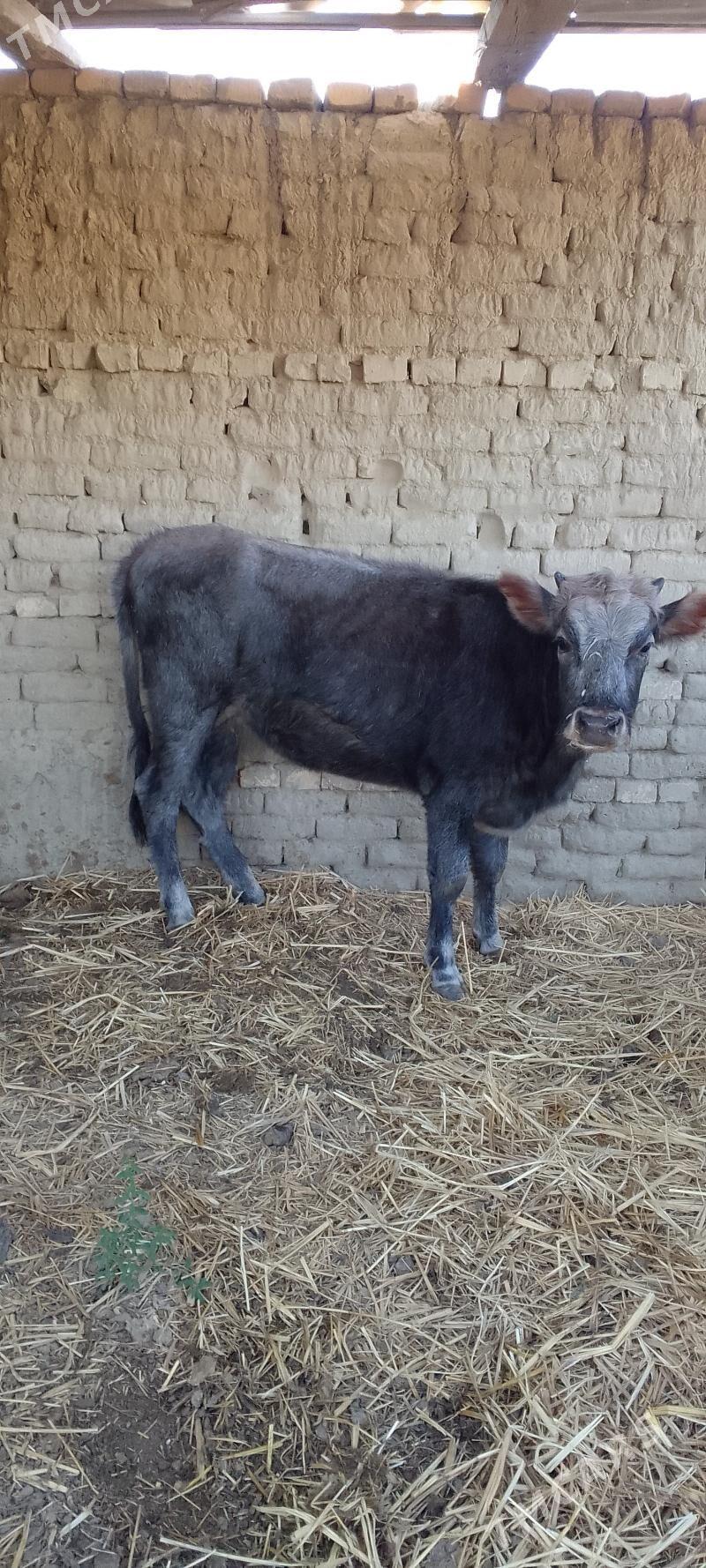 tuwe - Бахарден - img 2