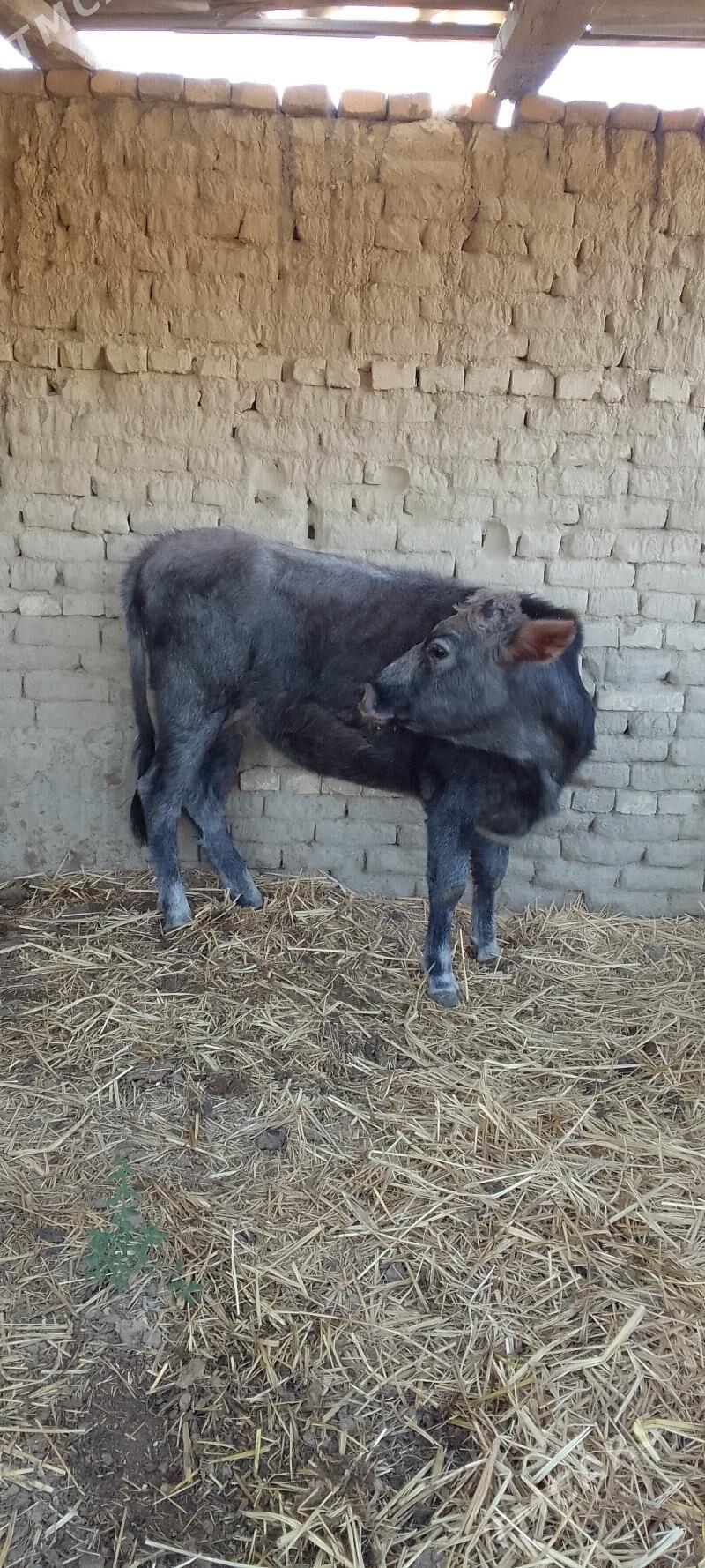 tuwe - Бахарден - img 3