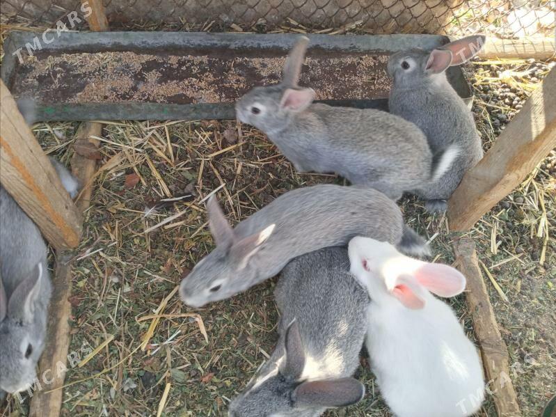 пол великан - Çärjew - img 1