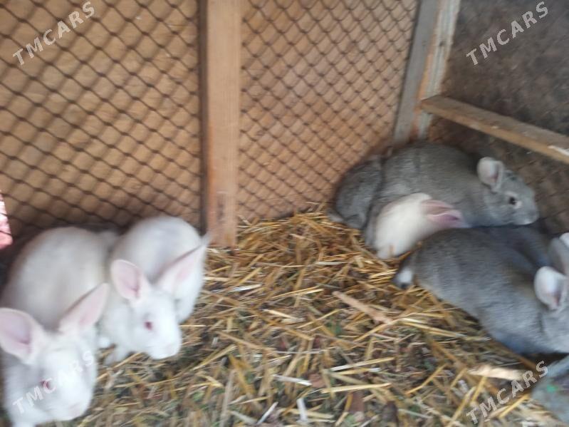 пол великан - Çärjew - img 2