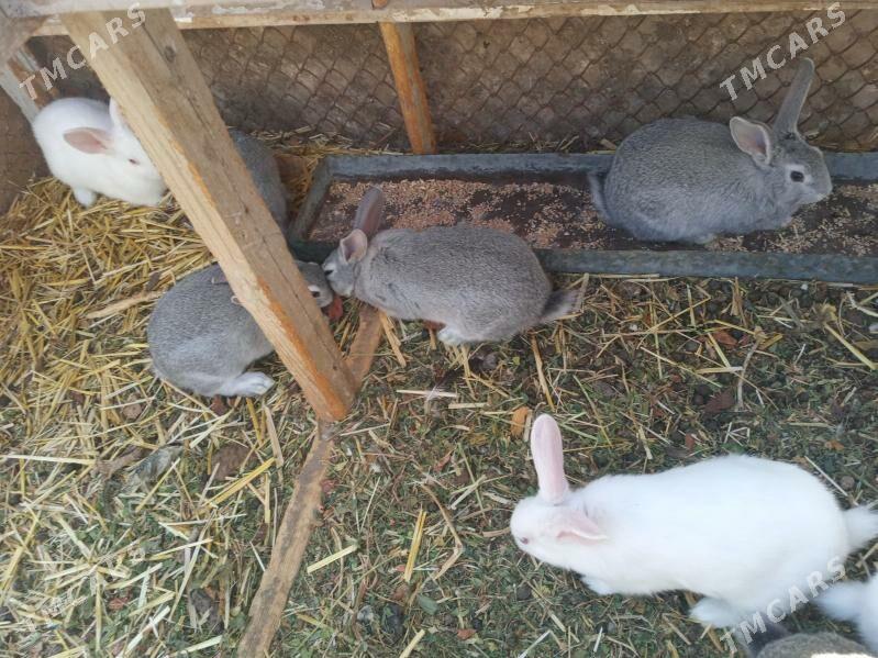 пол великан - Çärjew - img 3