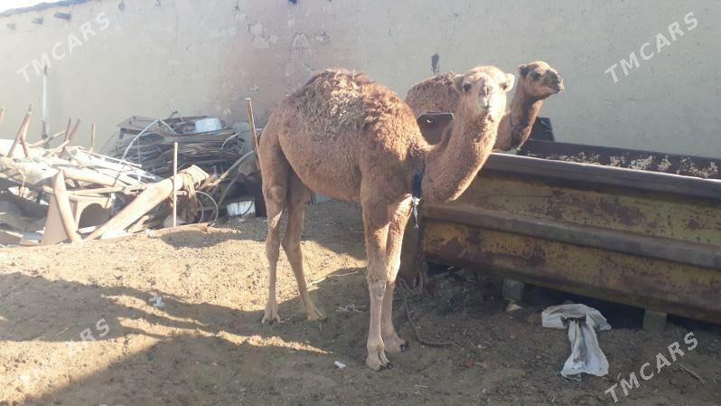 Torum - Чоганлы - img 10