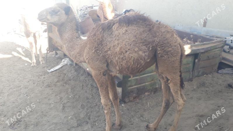 Torum - Чоганлы - img 6