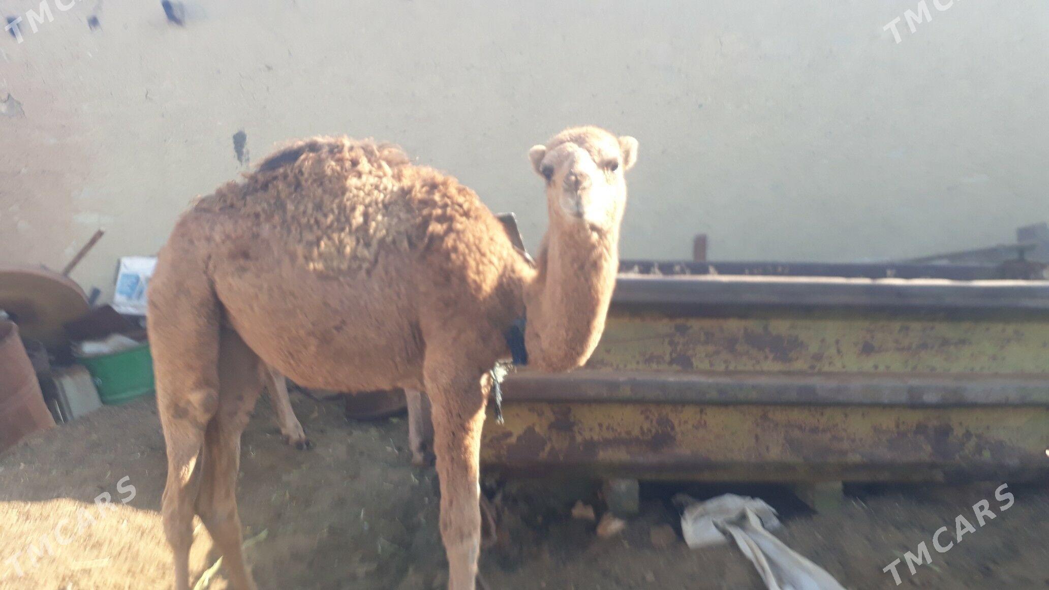 Torum - Чоганлы - img 2