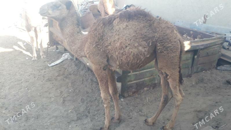 Torum - Чоганлы - img 7