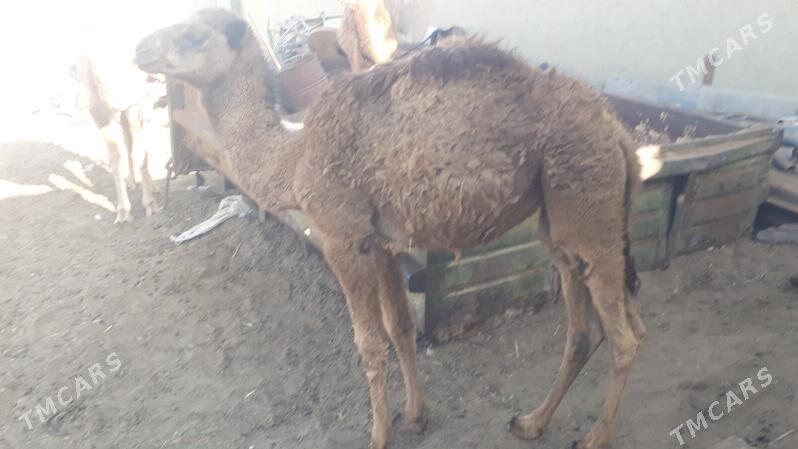 Torum - Чоганлы - img 5