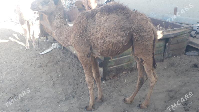 Torum - Чоганлы - img 8