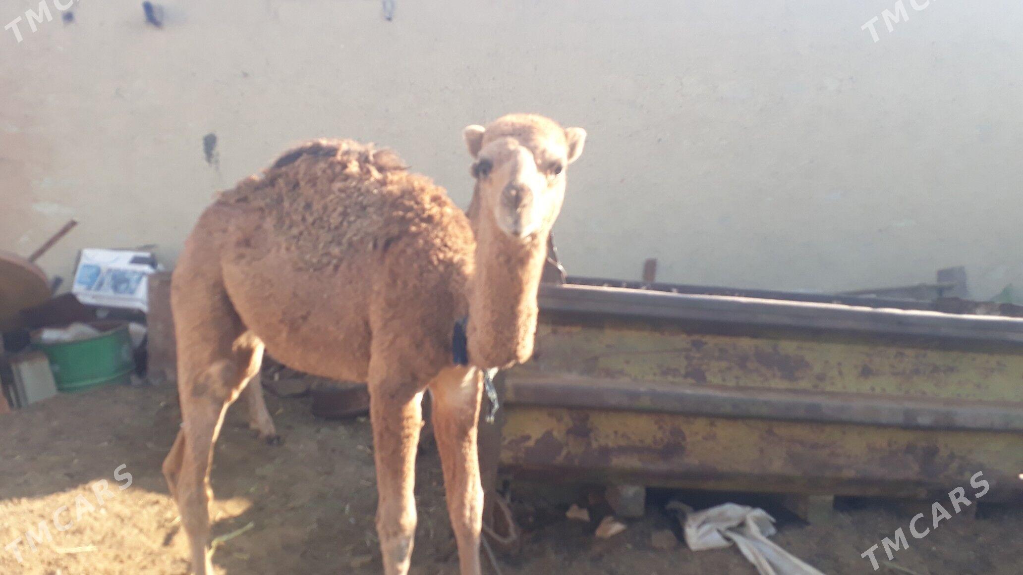 Torum - Чоганлы - img 3