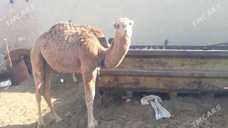 Torum - Чоганлы - img 9