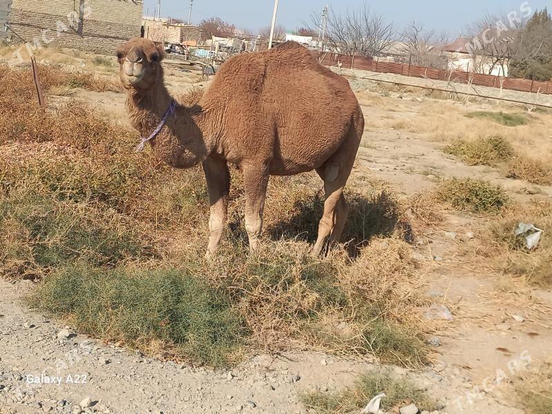 duye - Берекет - img 2