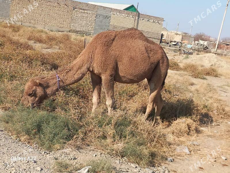 duye - Берекет - img 3