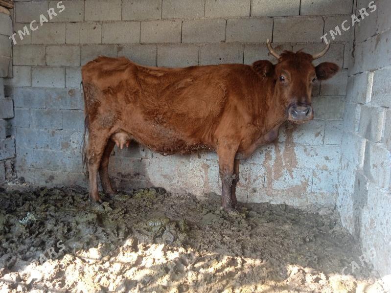 sygyr - Gypjak - img 2