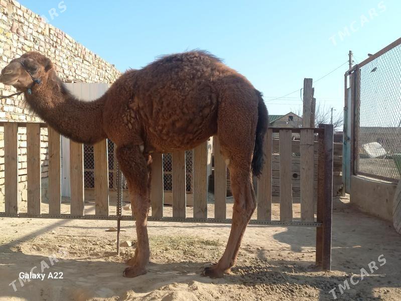 duye - Берекет - img 1