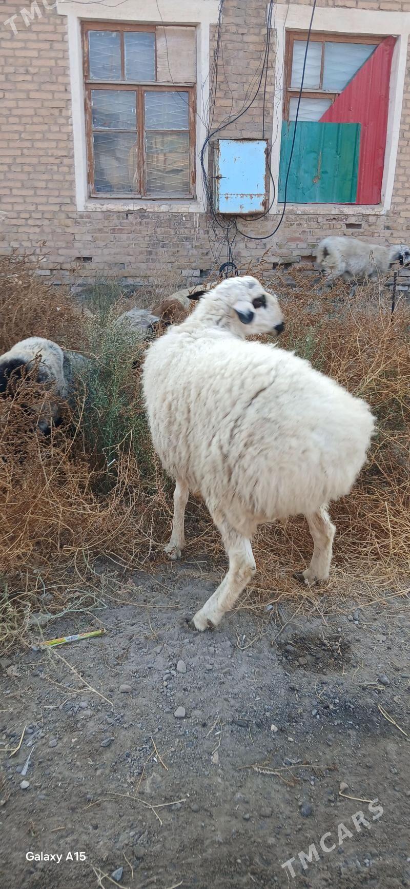 koc - Türkmenabat - img 2