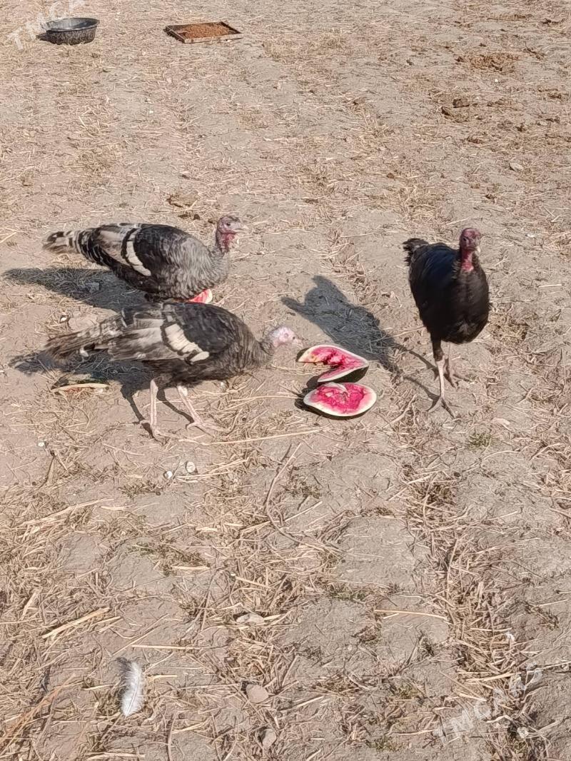 INDÝUK - Гороглы (Тагта) - img 5