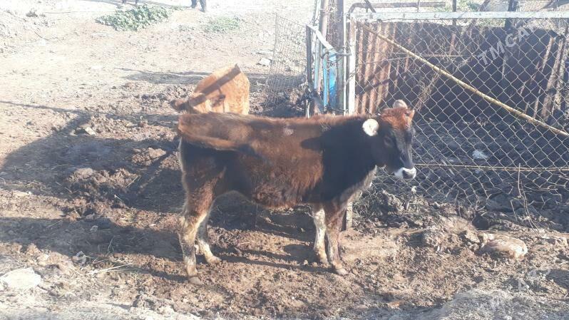 Tuwe - Чоганлы - img 1