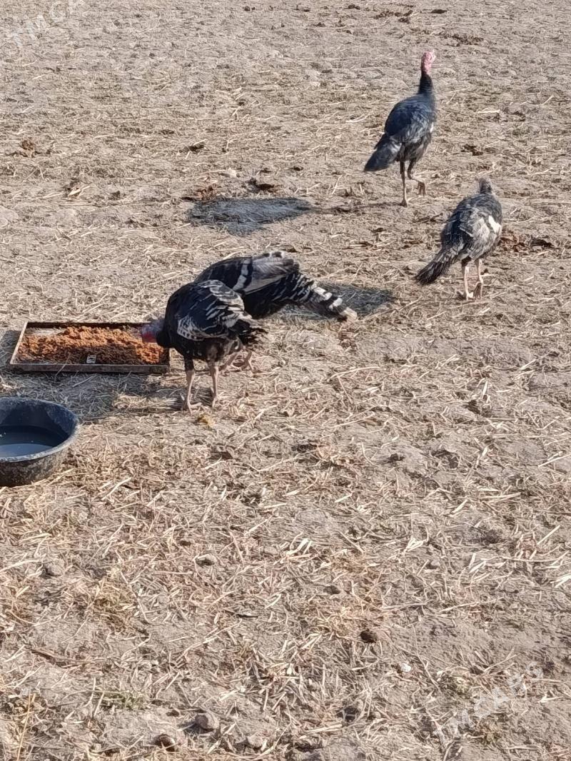 INDÝUK - Гороглы (Тагта) - img 6