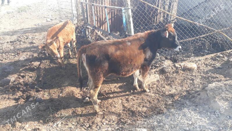 Tuwe - Чоганлы - img 4