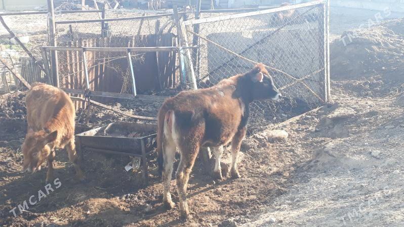 Tuwe - Чоганлы - img 2