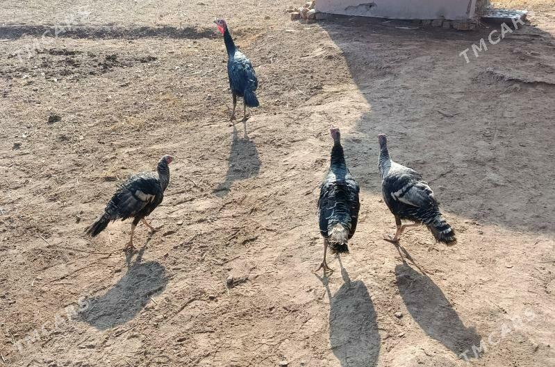 INDÝUK - Гороглы (Тагта) - img 2