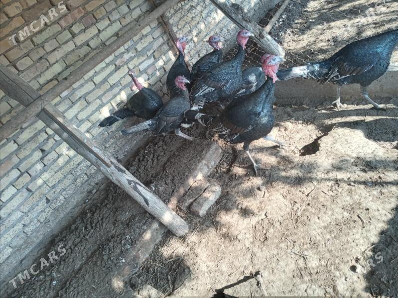 индук - Чарджоу - img 5