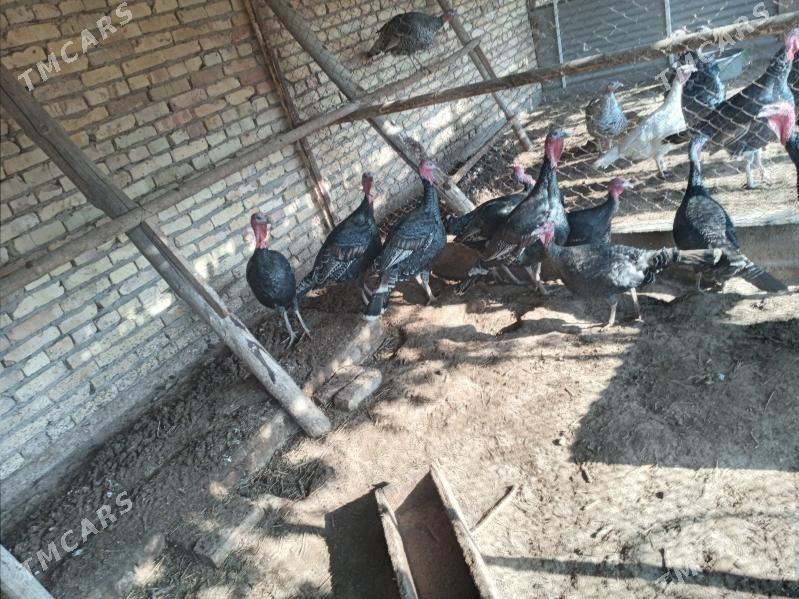 индук - Чарджоу - img 6