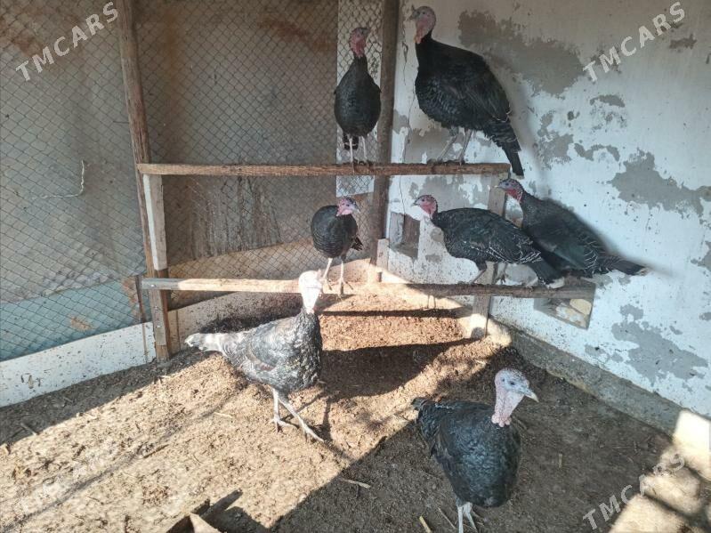 индук - Чарджоу - img 2