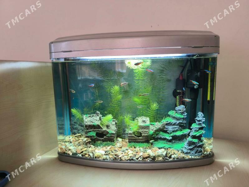 Akwarium/ Akwarium - ул. Подвойского (Битарап Туркменистан шаёлы) - img 1