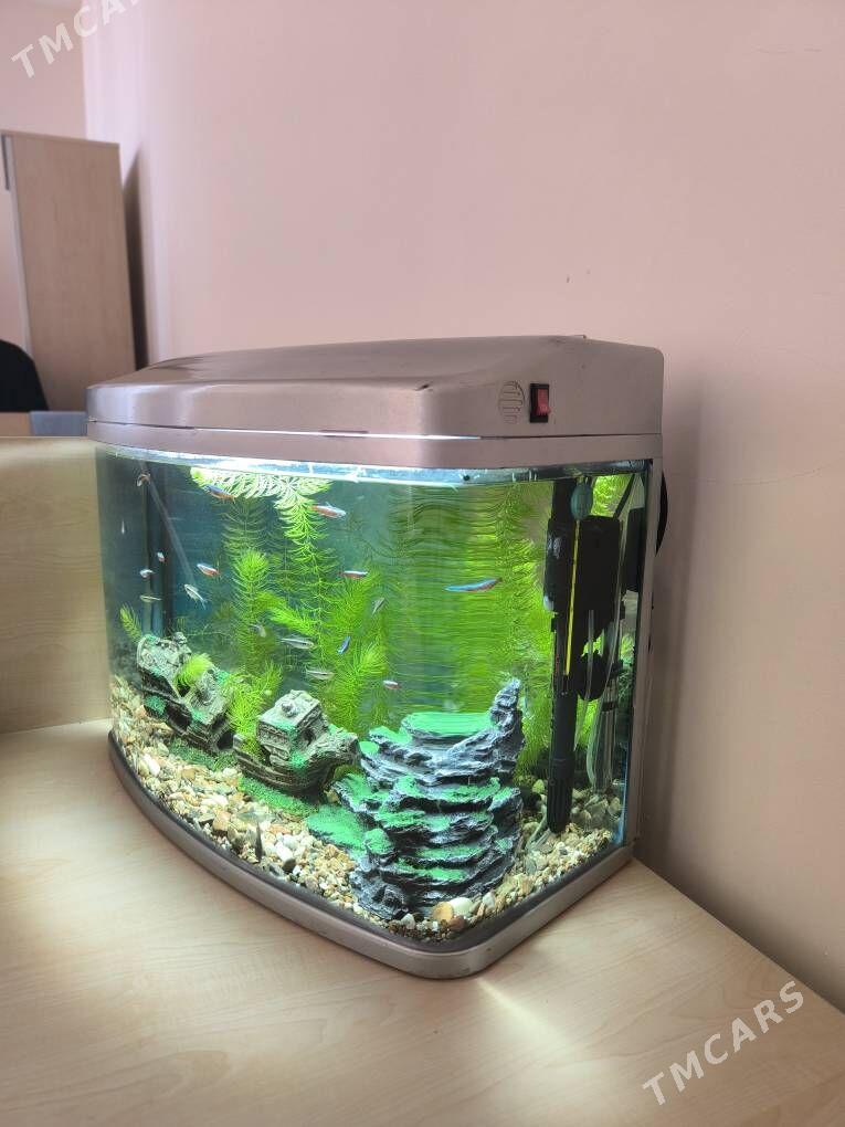 Akwarium/ Akwarium - ул. Подвойского (Битарап Туркменистан шаёлы) - img 2