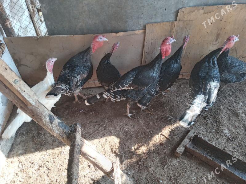 индук - Чарджоу - img 8