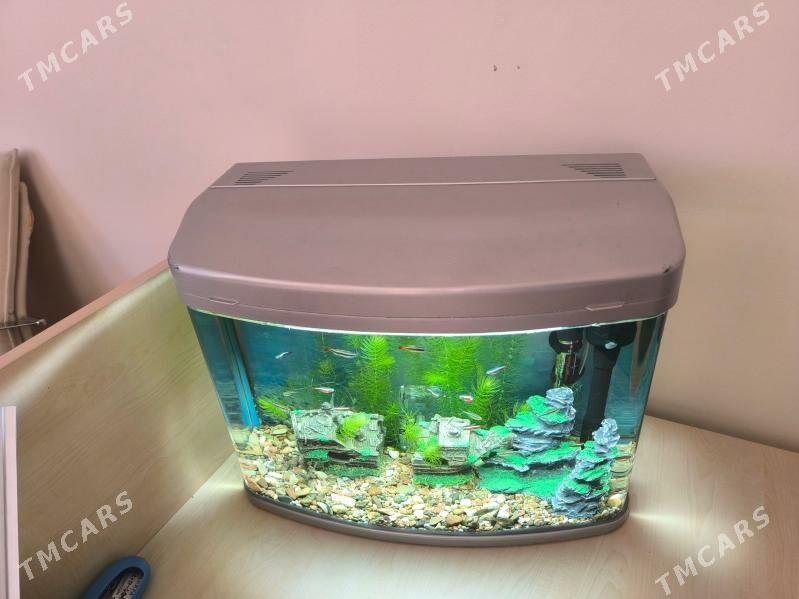 Akwarium/ Akwarium - ул. Подвойского (Битарап Туркменистан шаёлы) - img 3