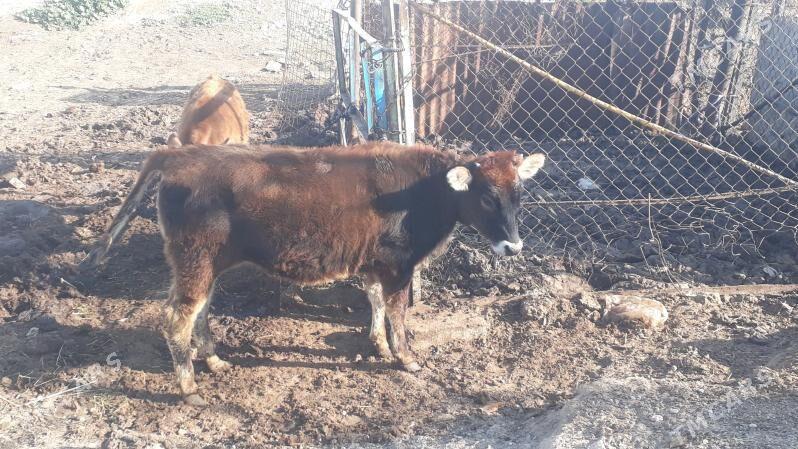 Tuwe - Чоганлы - img 6