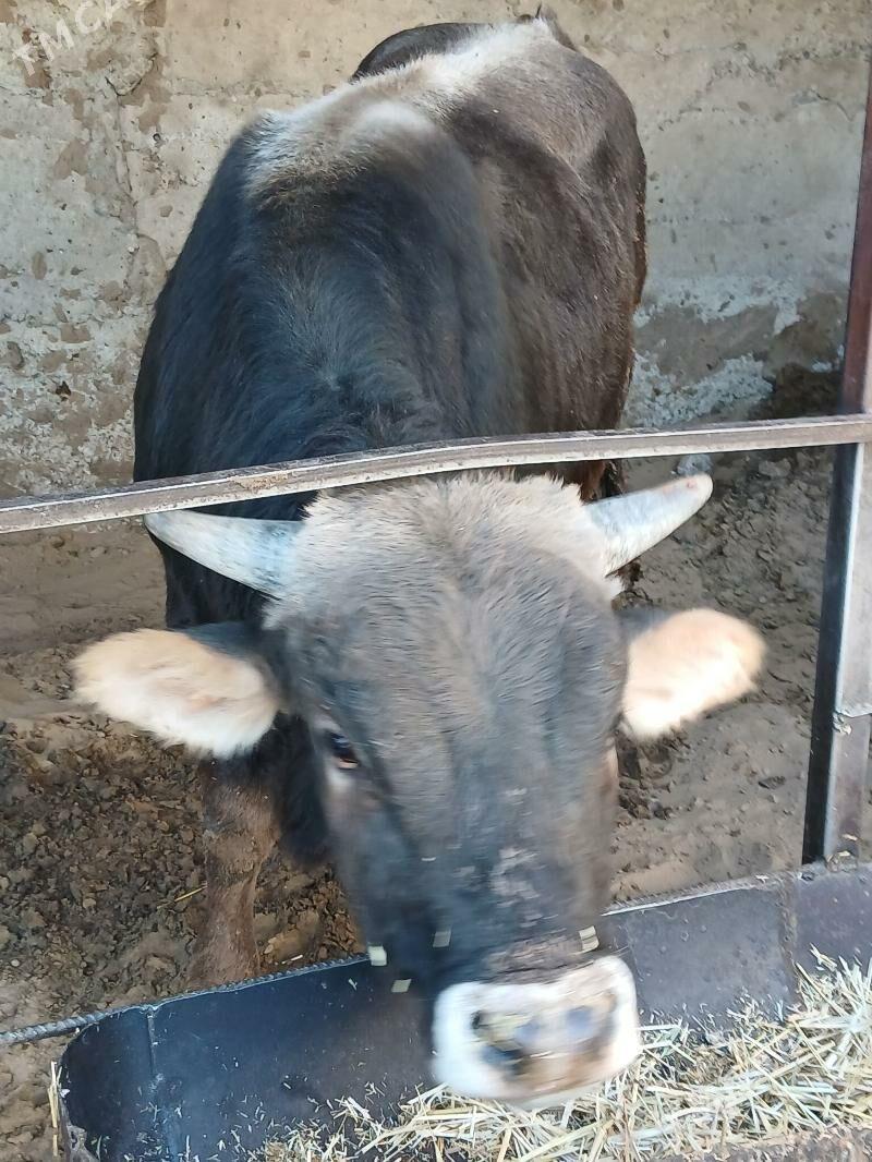 okuz - Хитровка - img 2