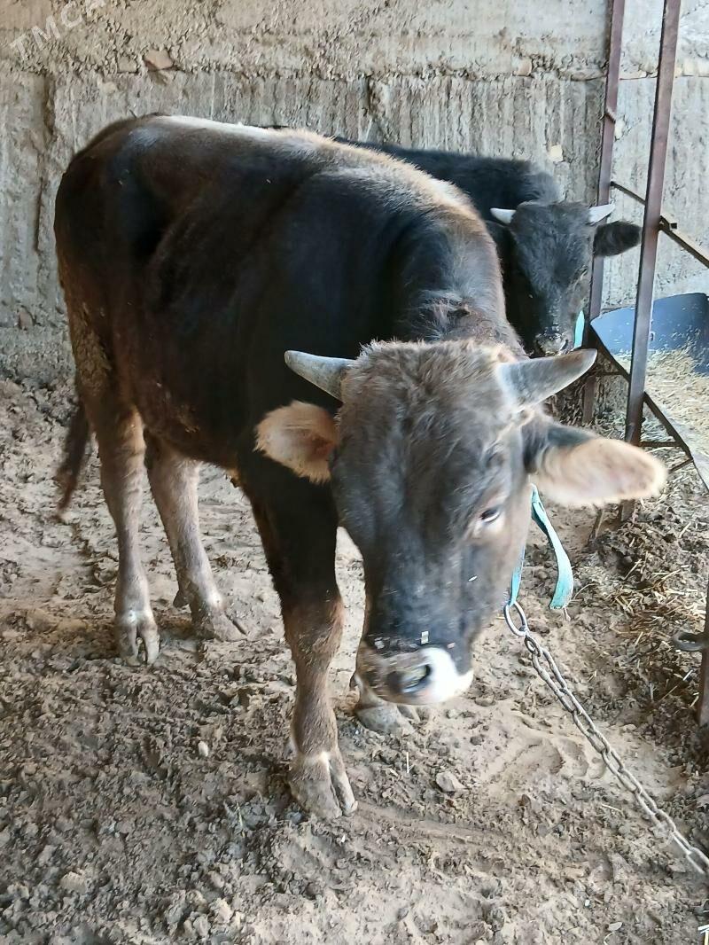 okuz - Хитровка - img 4