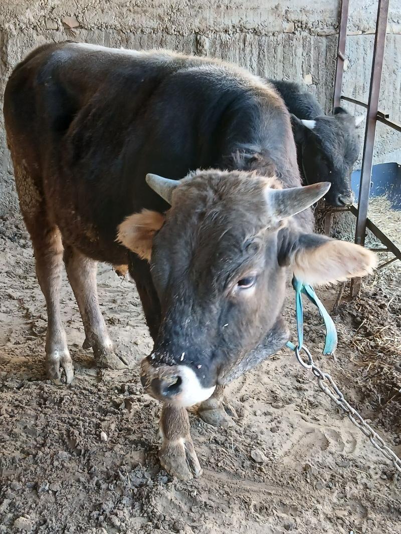 okuz - Хитровка - img 3