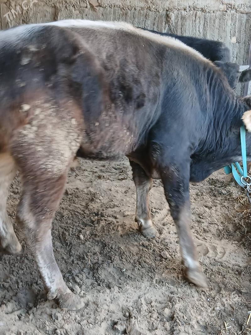 okuz - Хитровка - img 6