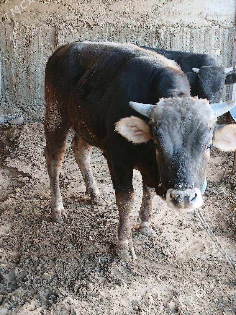 okuz - Хитровка - img 5