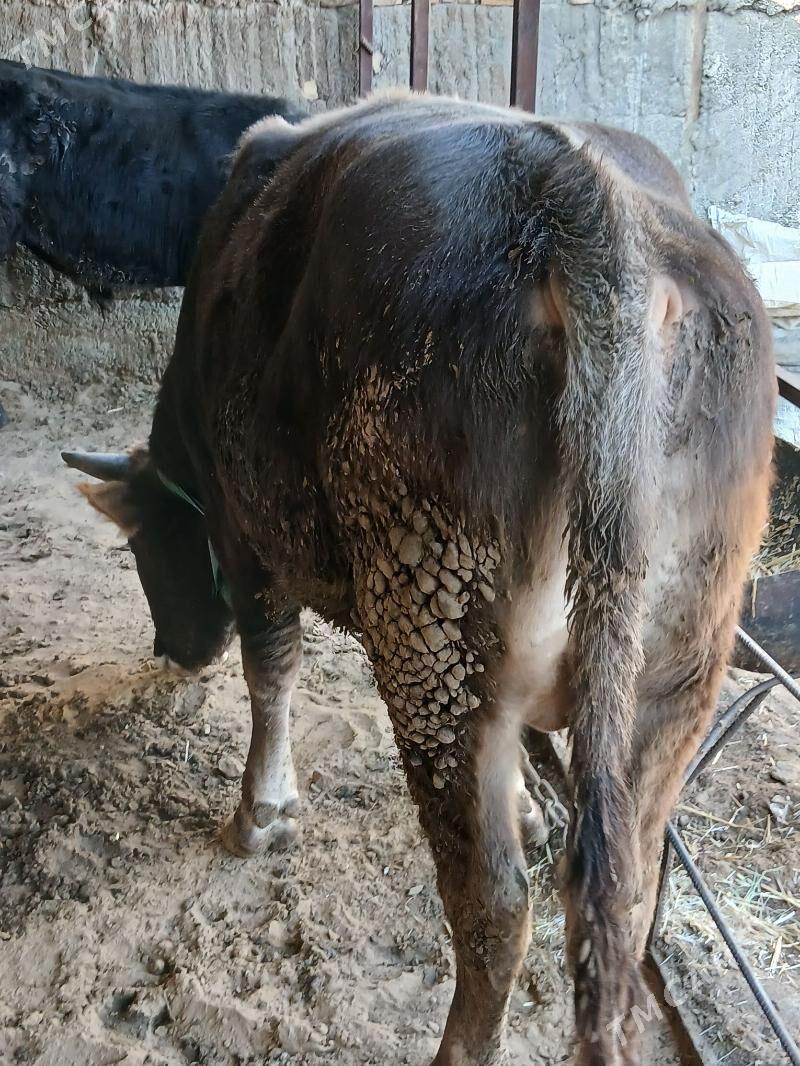 okuz - Хитровка - img 7