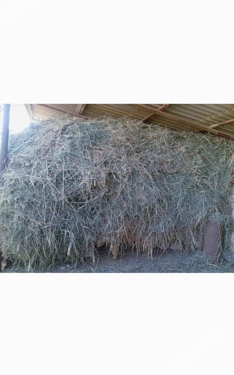 Mal oty - Mary - img 2