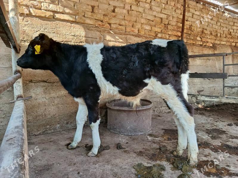 okuz - Aşgabat - img 2