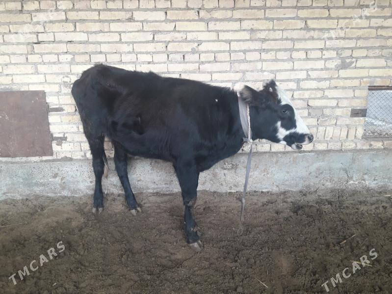 iki unajynlar - Чарджоу - img 2