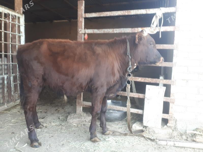 Okuzler - Wekilbazar - img 7