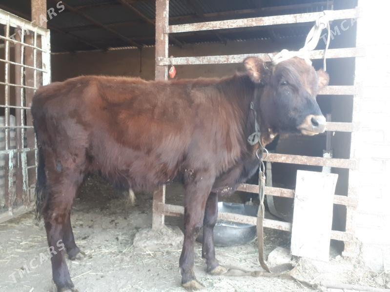 Okuzler - Wekilbazar - img 6