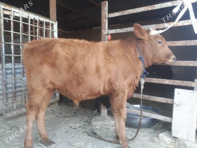 Okuzler - Wekilbazar - img 4